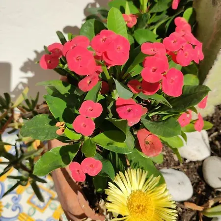 Caprihouse Lägenhet