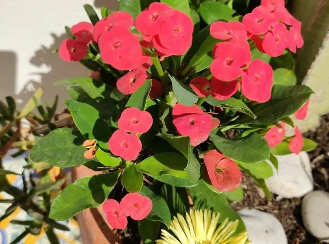 Caprihouse Apartamento